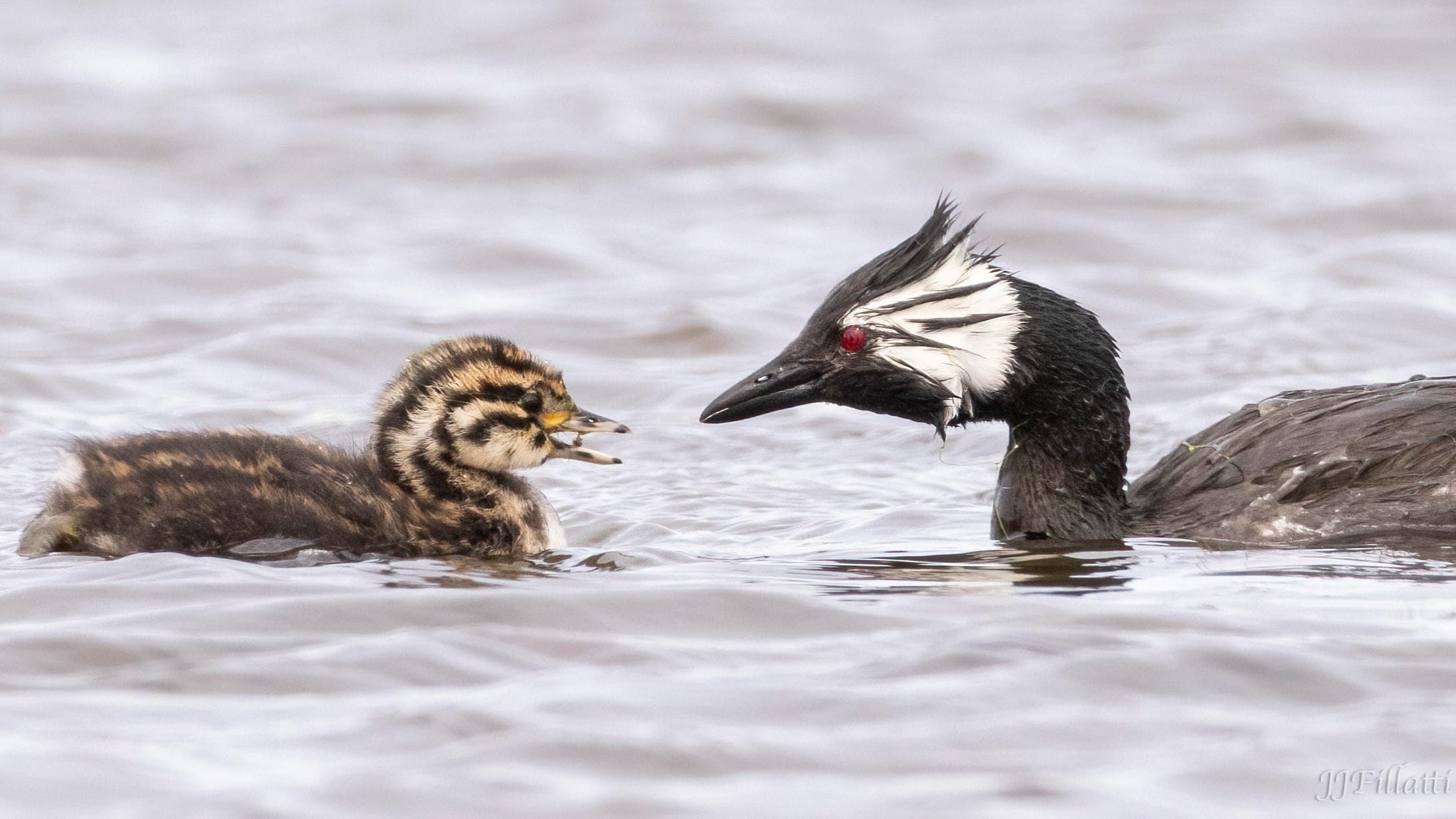 bird of the falklands image 81